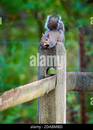 Gray squirrel resting on a split rail fence post. Stock Photo
