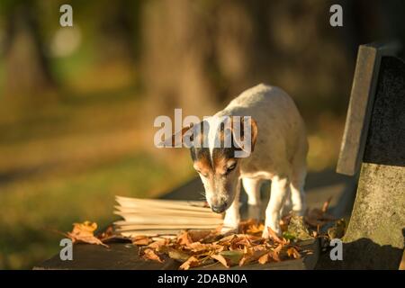 Russell Terrier dog reading a book on a bench. Dog is 13 years old. Stock Photo