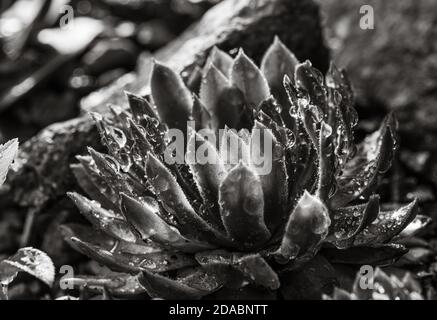 Black and white image of succulent growing among rocks.  Decorative place in the garden with succulents among the stones Stock Photo