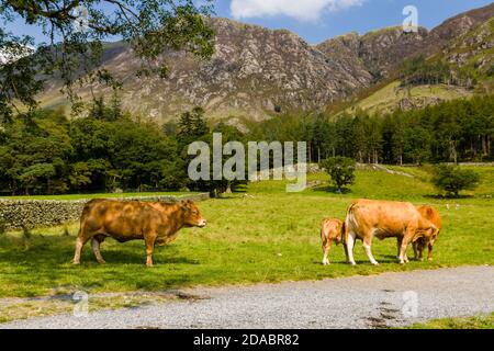 Herd of Cows grazing on the shores of Buttermere in England's Lake District Stock Photo