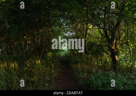 Magical light through trees along path at dusk summer night time shining through lush green leaves. Beautiful dreamy fairy tale atmosphere Stock Photo