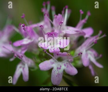 Close-up of Broad-leaved Thyme wildflower, Thymus pulegioides, in bloom on blurred background Stock Photo