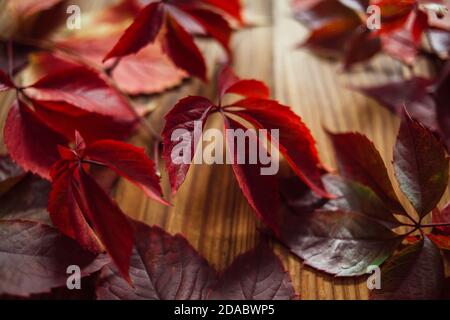 Branches of red autumn leaves of wild grapes on a wooden background. Composition with autumn leaves of wild grapes. Still life from autumn leaves. Stock Photo