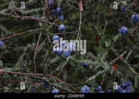 Blue berries of blackthorn ripen on bushes Stock Photo