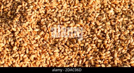 Seamless wheat grain texture pattern in morning sunlight. Natural dry raw organic food grain. Top view background. Dried breakfast cereal Macro shot. Stock Photo