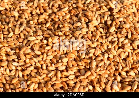 Seamless wheat grain texture pattern in morning sunlight. Natural dry raw organic food grain. Top view background. Dried breakfast cereal Macro shot. Stock Photo