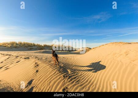 German shepherd walking on young sand dunes formed by flooding at high tides and from sea with ridges in the sand and beach grass vegetation Stock Photo