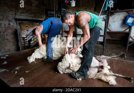 The sheep shearing gangs have been part of the rural economy for many years here Irish and New Zealanders working in the Cheviot Hills, Northumberland Stock Photo