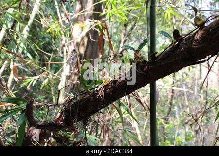 phou khao khouay park in laos Stock Photo