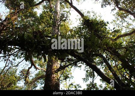 phou khao khouay park in laos Stock Photo