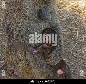 2 Olive baboons, mother cuddling baby, caring, protecting, Papiocynocephalus anubis, Old World Monkeys, primates, wildlife, animals, Tarangire Nationa Stock Photo