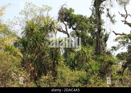 phou khao khouay park in laos Stock Photo