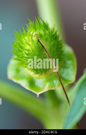 Detail of spiky seed capsule of hallucinogen plant Devil's Trumpet (Datura Stramonium), also called Jimsonweed. Shallow depth of field Stock Photo