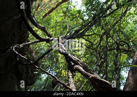 phou khao khouay park in laos Stock Photo