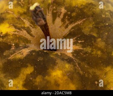 Unhealthy apple affected by Sooty Blotch fungus as fruit disease on economic plant