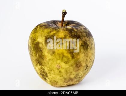 Unhealthy apple affected by Sooty Blotch fungus with blemishes and black specks on the skin