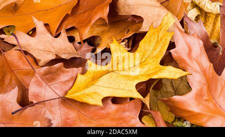 Golden colored autumn background. Northern red oak tree leaves. Quercus rubra. Yellow dry fallen leaf on rust brown withered foliages. Natural texture. Stock Photo
