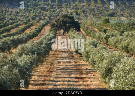 field of ecological olive trees with an oak in the center of the plantation in Antequera, Malaga. Andalusia, Spain Stock Photo