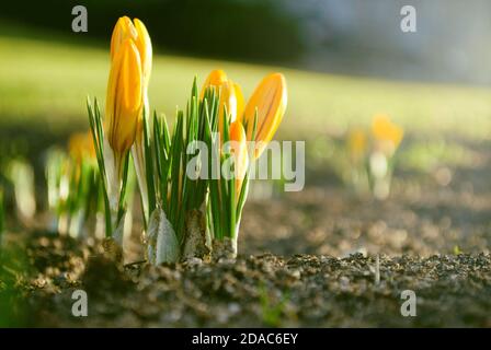 Beautiful yellow crocus flower is growing on sunny lawn at spring Stock Photo