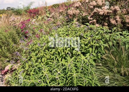 SALVIA PHYLLIS FANCY Stock Photo