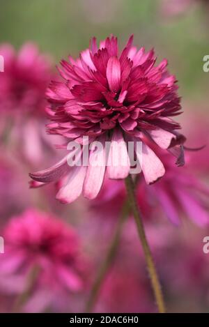 ECHINACEA PURPUREA SOUTHERN BELLE Stock Photo