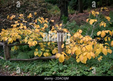 HAMAMELIS X INTERMEDIA PALLIDA Stock Photo