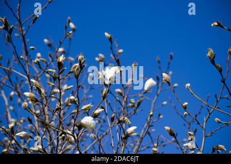 Magnolia branches with buds and blooming white flowers on blue sky background Stock Photo