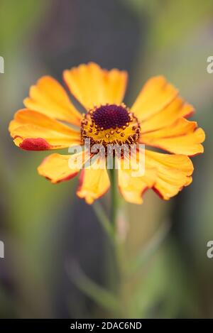 Helenium Gartensonne Stock Photo