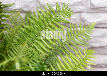 Dryopteris affinis - Golden Male Fern - August Stock Photo