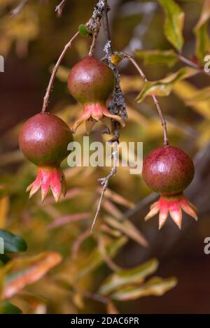 Punica granatum var nana - Dwarf Pomegranate Stock Photo
