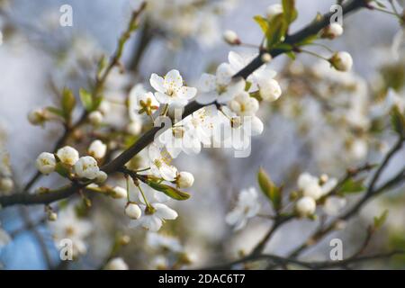 Sour cherry (Prunus cerasus) blossom at spring Stock Photo