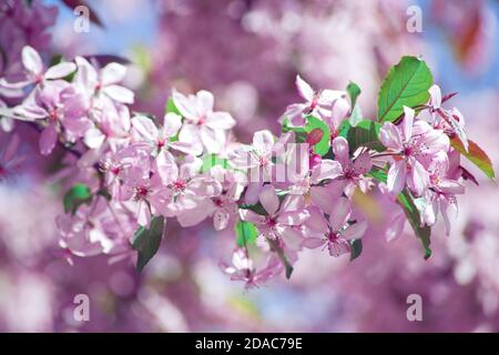 Branch with beautiful pink flowers probably European bird cherry (Prunus padus Colorata) Stock Photo