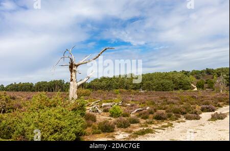 Scenery at Frensham Little Pond, a popular beauty spot in Surrey, south-east England with a standing bleached dead tree trunk Stock Photo