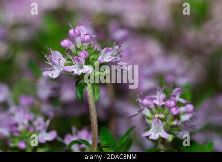 Close-up of Broad-leaved Thyme wildflower, Thymus pulegioides, in bloom on blurred background Stock Photo