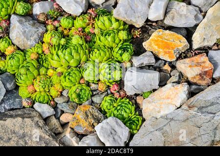 Sempervivum globiferum - decorative houseleek, succulent plant   closeup  in garden rockery. Ornamental perennial plant uses in landscape design of ro Stock Photo