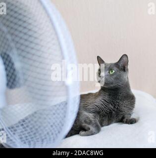Russian blue cat is lying on the bed in front of fan (ventilator)