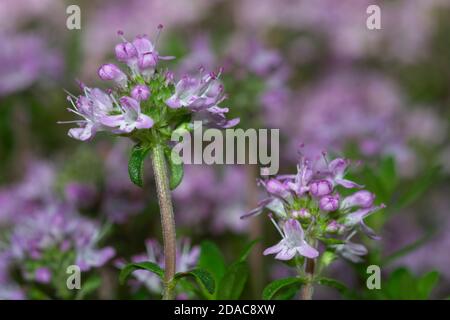 Close-up of Broad-leaved Thyme wildflower, Thymus pulegioides, in bloom on blurred background Stock Photo