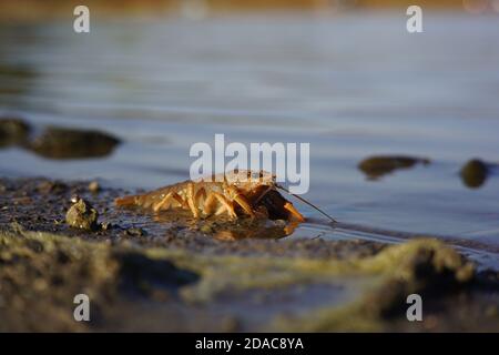 Freeing Bulgarian Astacus Astacus, Crayfish, on the shore of a lake. Stock Photo