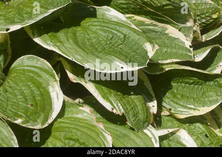 Hosta plant in a decorative formal garden Stock Photo