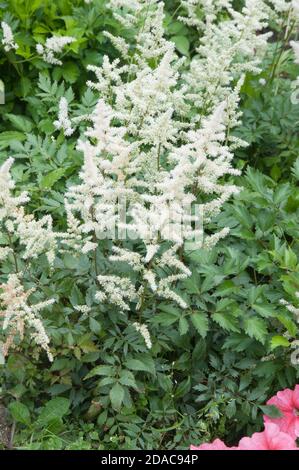 Astilbe flowers in a garden, close up shot Stock Photo