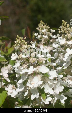 Bush blooming white hydrangea in the garden Stock Photo