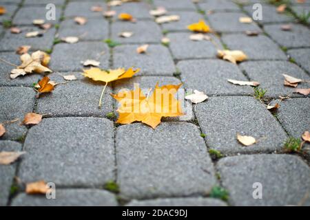 Yellow maple leaves on grey pavement in autumn Stock Photo