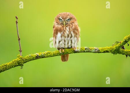 Portrait of most beautiful owl Stock Photo