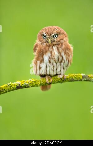 Portrait of most beautiful owl Stock Photo