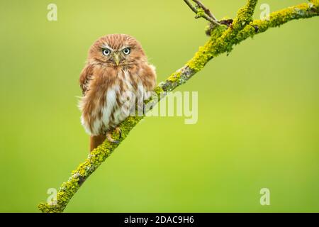 Portrait of most beautiful owl Stock Photo