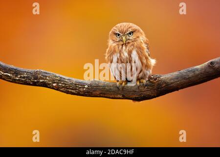 Portrait of most beautiful owl Stock Photo