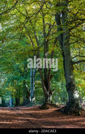 a beautiful line or row of autumn trees at harlestone firs in northamptonshire, uk Stock Photo