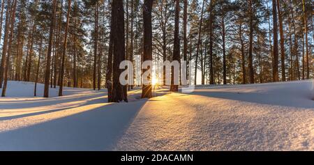 Beautiful snowy winter landscape panorama with forest and sun during golden hour. Winter sunset in forest panoramic view. Sun shines through trees and Stock Photo