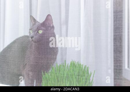 Russian blue cat is sitting on the window sill behind mosquito net. Pet safety concept. Stock Photo