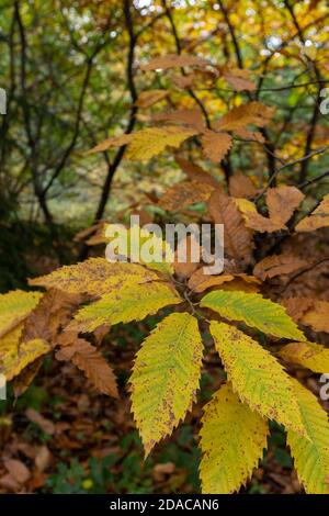 beautifully coloured autumn leaves in a seasonal woodland in the fall. Stock Photo